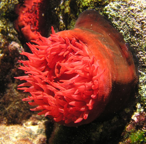 Actinia equina (Linn, 1758)